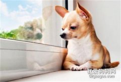 狗狗死后最好的处理方式是什么？
