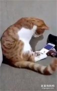 <b>橘猫的原主人因意外去世了，当它在手机里看到她的视频后…</b>