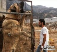 <b>世界上最难驯服的4种犬，没有10年经验，不要轻易尝试</b>