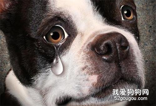 狗狗流泪的原因的原因都有哪些