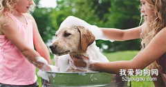 多久给狗狗洗一次澡是最合理?
