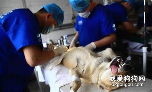 狗狗也会流产?狗狗怀孕期间需要注意的“5个细节”!