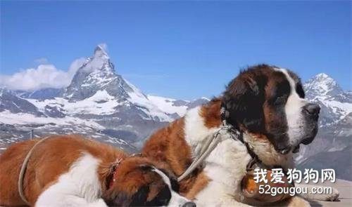 <b>世界上体型巨大的七种猛犬，第二个最凶猛也是世界上最大的！</b>