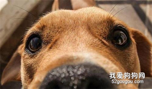 狗狗“流眼泪”是伤心吗?不,原因有6个!