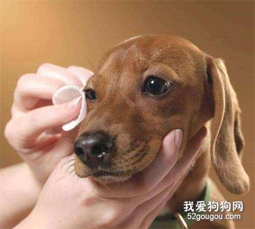 狗狗“流眼泪”是伤心吗?不,原因有6个!