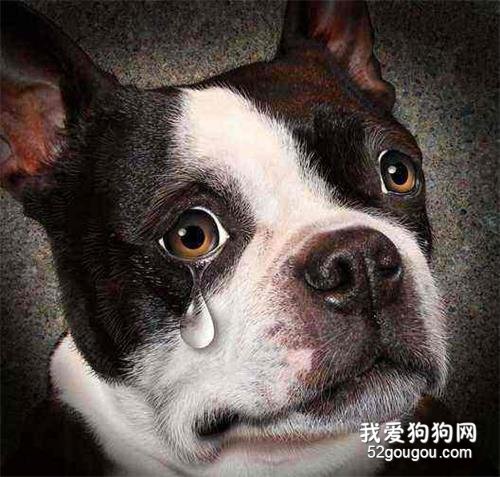 狗狗“流眼泪”是伤心吗?不,原因有6个!
