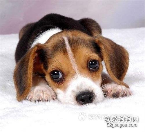 狗狗“流眼泪”是伤心吗?不,原因有6个!