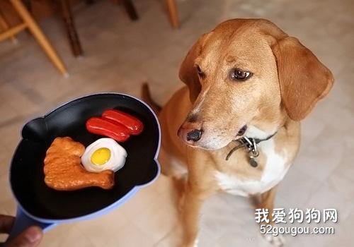 狗狗“流眼泪”是伤心吗?不,原因有6个!