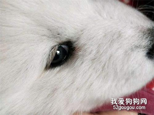 狗狗“流眼泪”是伤心吗?不,原因有6个!
