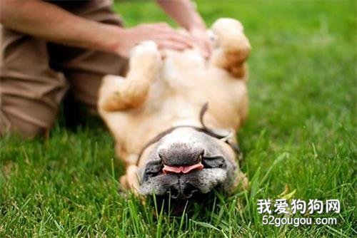 如何让狗狗忠心?5大招数,早看早知道!
