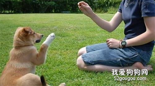 如何让狗狗忠心?5大招数,早看早知道!