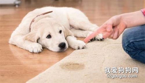 如何让狗狗忠心?5大招数,早看早知道!