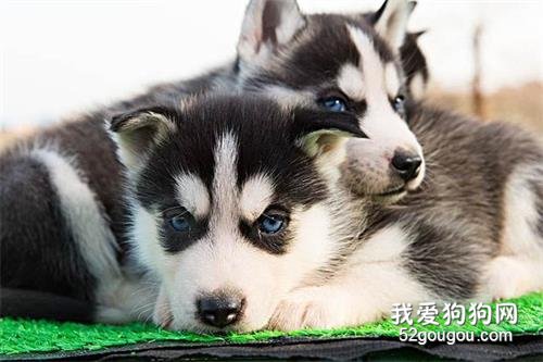 谁说哈士奇只会拆家,它还具备这5大优点!