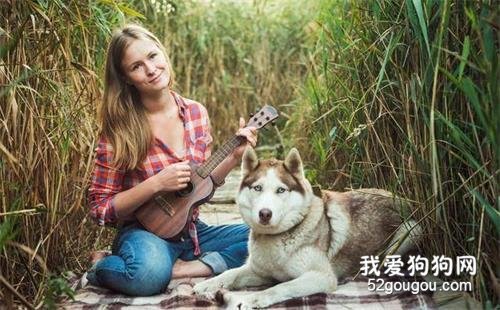 谁说哈士奇只会拆家,它还具备这5大优点!