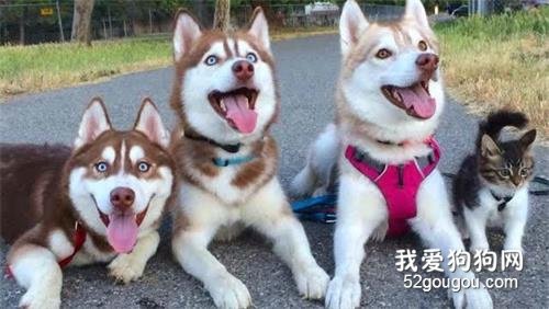 谁说哈士奇只会拆家,它还具备这5大优点!