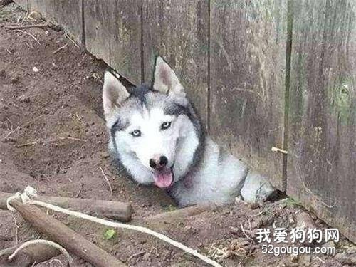 谁说哈士奇只会拆家,它还具备这5大优点!