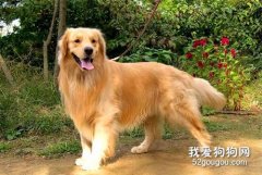 金毛有关节炎能好吗?