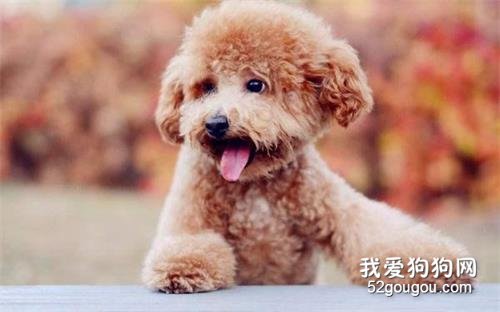 养狗不选泰迪犬的5个原因,你有后悔过吗?