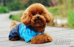 <b>养狗不选泰迪犬的5个原因，你有后悔过吗？</b>