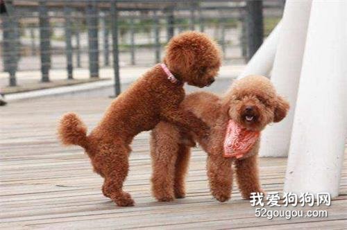 养狗不选泰迪犬的5个原因,你有后悔过吗?