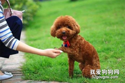 养狗不选泰迪犬的5个原因,你有后悔过吗?
