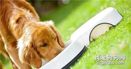 养狗一定要选金毛犬,理由很简单,就6点!