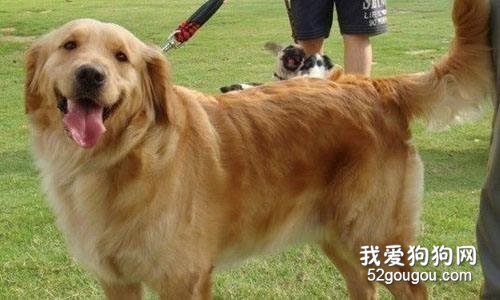 养狗一定要选金毛犬,理由很简单,就6点!