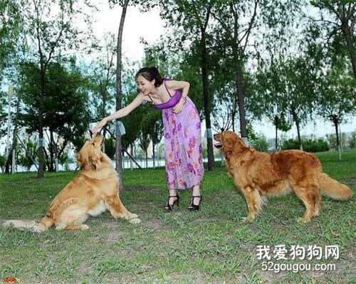 养狗一定要选金毛犬,理由很简单,就6点!