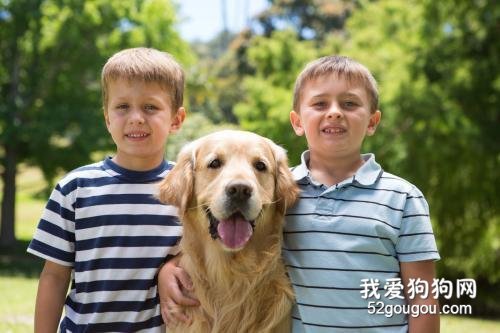 养狗一定要选金毛犬,理由很简单,就6点!
