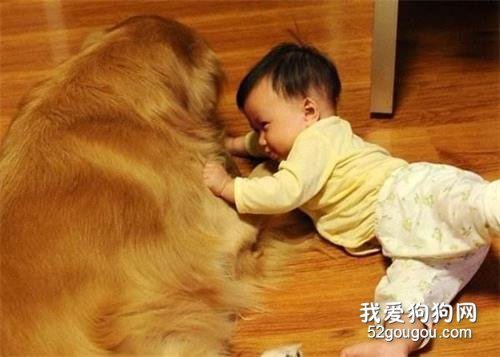 养狗一定要选金毛犬,理由很简单,就6点!