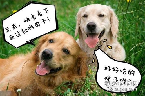 养狗一定要选金毛犬,理由很简单,就6点!
