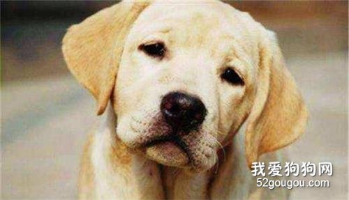 狗狗老年痴呆症早期5大信号,如果有,宠主就要警惕了!