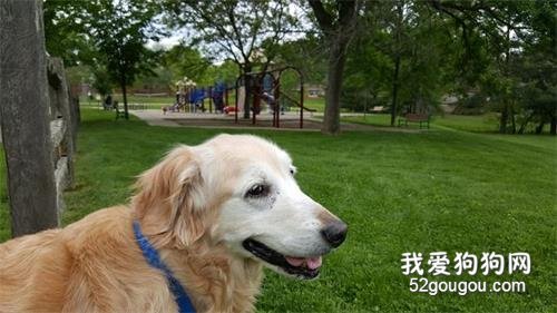 狗狗老年痴呆症早期5大信号,如果有,宠主就要警惕了!
