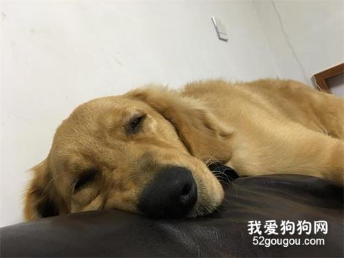 狗狗老年痴呆症早期5大信号,如果有,宠主就要警惕了!