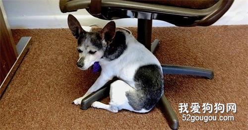 狗狗老年痴呆症早期5大信号,如果有,宠主就要警惕了!