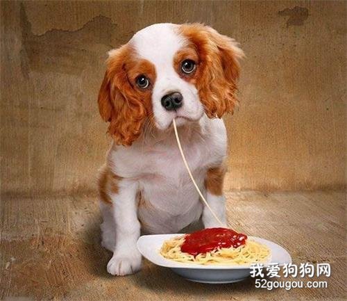 狗狗老年痴呆症早期5大信号,如果有,宠主就要警惕了!