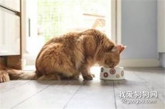 <b>爱猫铲屎官必知的8点喂猫心得</b>