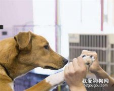 狗狗的腿脚毛如何修剪好