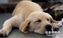 狗狗的健康警报有哪些?