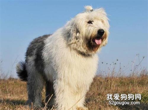 盘点“最粘人”的6种狗狗,就好像多了一块肉,走哪跟到哪!