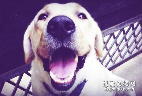 盘点“最粘人”的6种狗狗,就好像多了一块肉,走哪跟到哪!