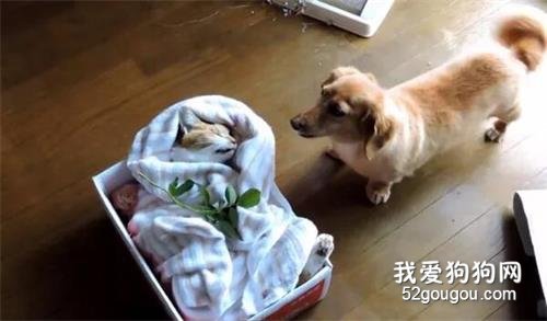 <b>为什么不起来？好友过世后，腊肠犬的反应让人心酸</b>