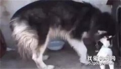<b>阿拉斯加每天都偷别人的宝宝回来，背后的原因竟是...</b>