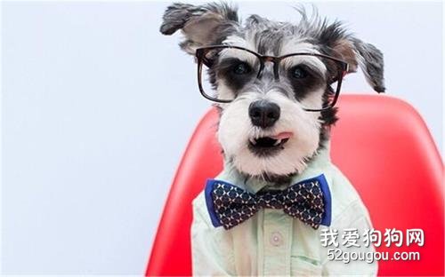 价格便宜又特别好养的5种狗,不要愣着了,赶紧入手!