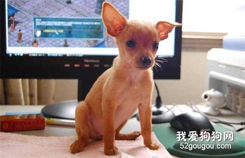 价格便宜又特别好养的5种狗,不要愣着了,赶紧入手!