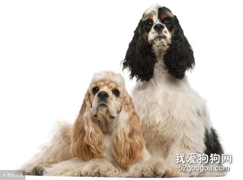 价格便宜又特别好养的5种狗,不要愣着了,赶紧入手!