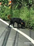 网友偶遇一只大黑狗，结果走近一看，那长相瞬间让他笑到肚子痛！