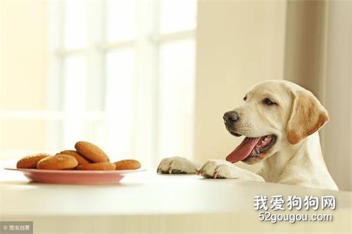 不想狗狗讨食?4大方法,杜绝狗狗讨食行为!