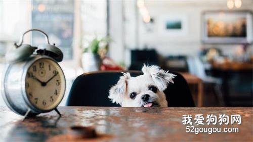 不想狗狗讨食?4大方法,杜绝狗狗讨食行为!