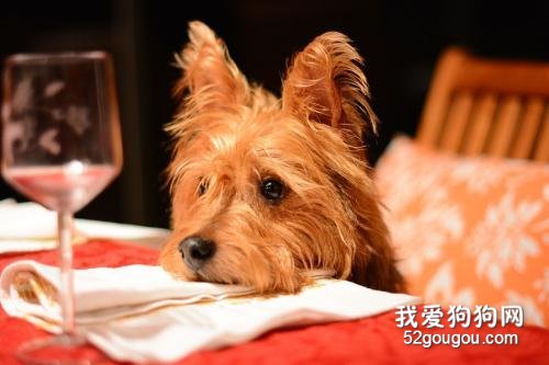 不想狗狗讨食?4大方法,杜绝狗狗讨食行为!